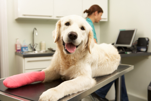 dog with pink cast at vet