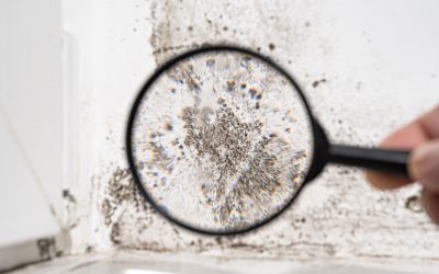 Mold Prevention & Remediation