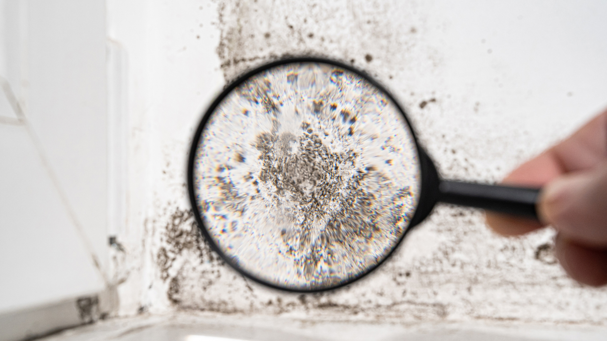 mold with a magnifying glass
