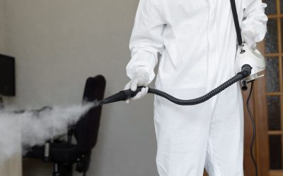 Choosing the Right Mold Remediation Company